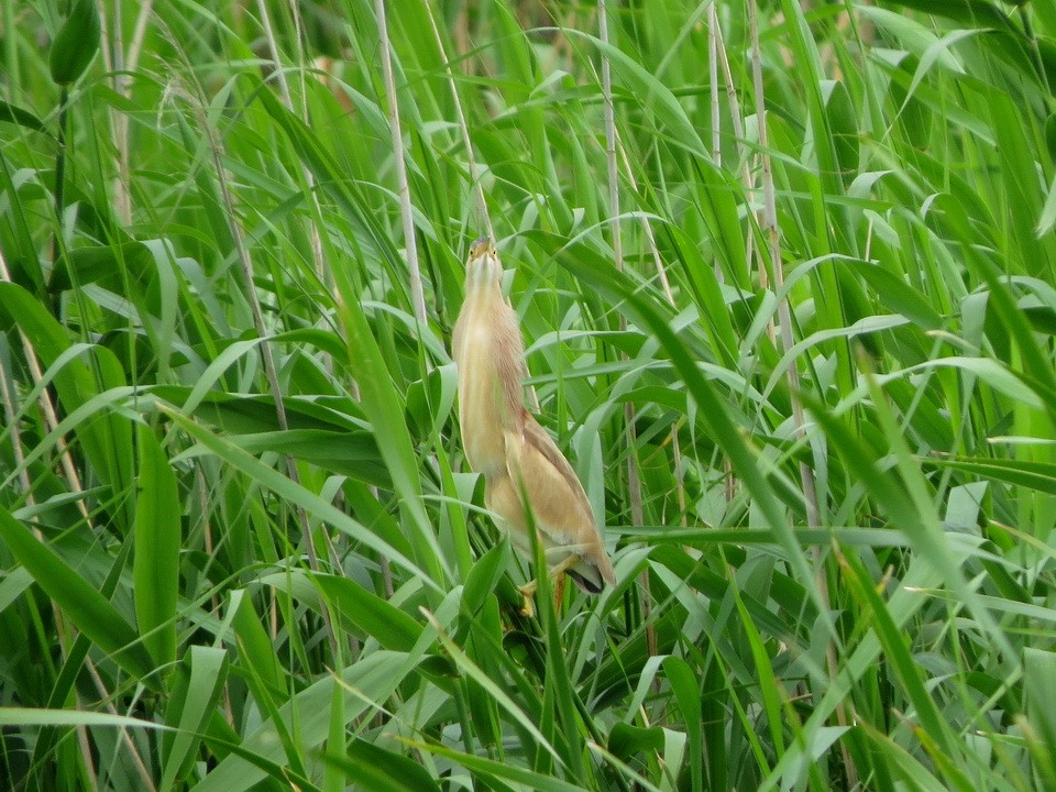 Yellow Bittern - ML619802303