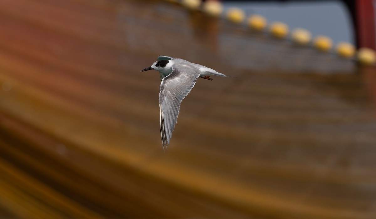 Common Tern - ML619802315
