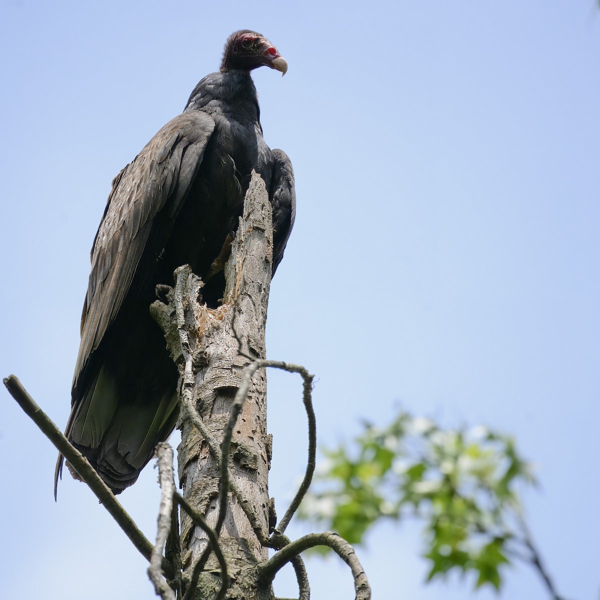 Turkey Vulture - ML619802336
