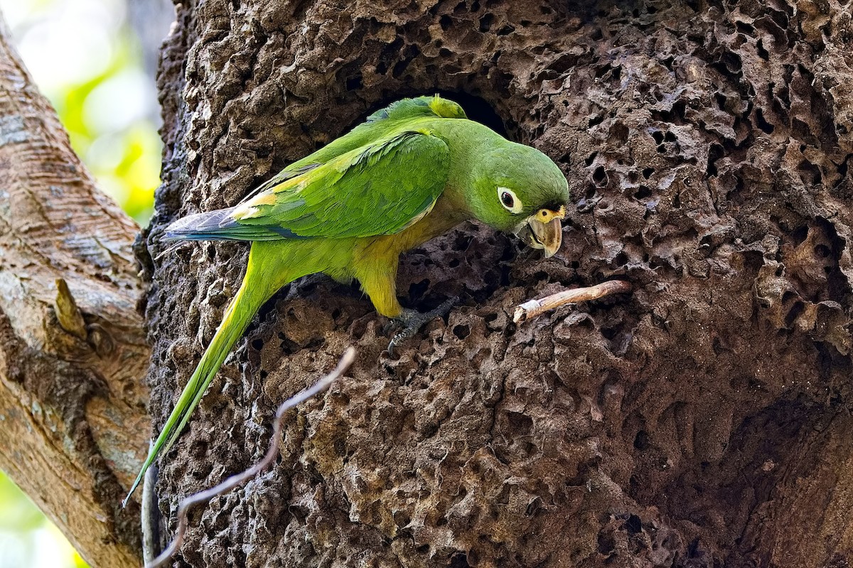 Olive-throated Parakeet - ML619802345
