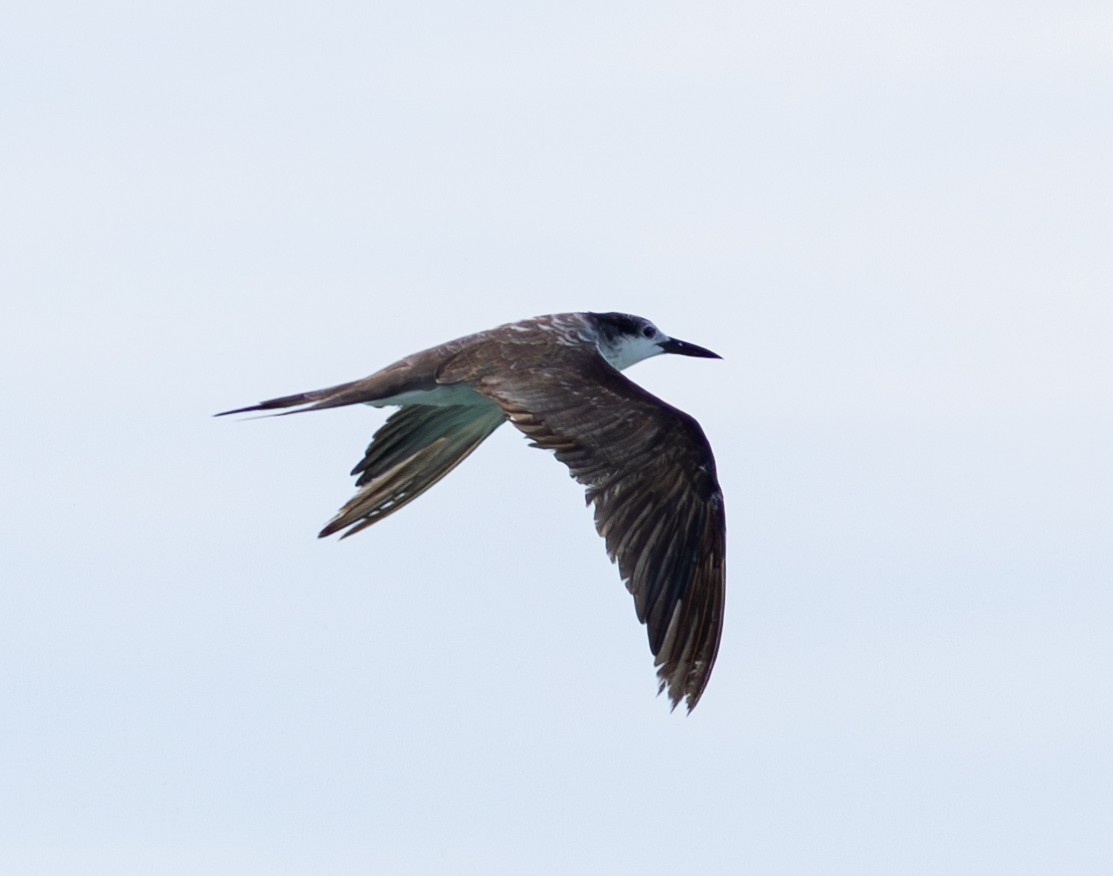 Bridled Tern - ML619802346