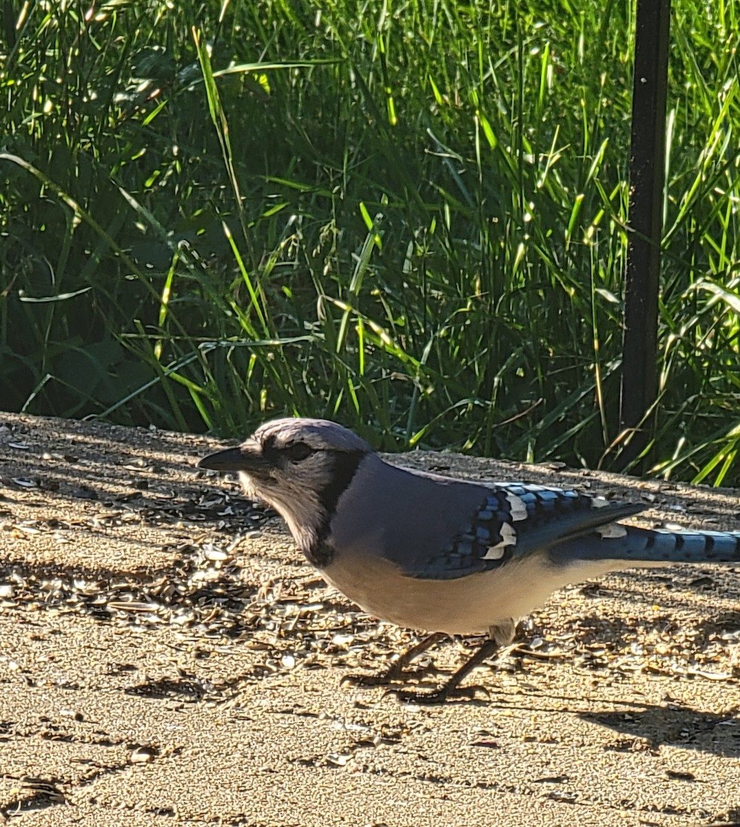 Blue Jay - ML619802348