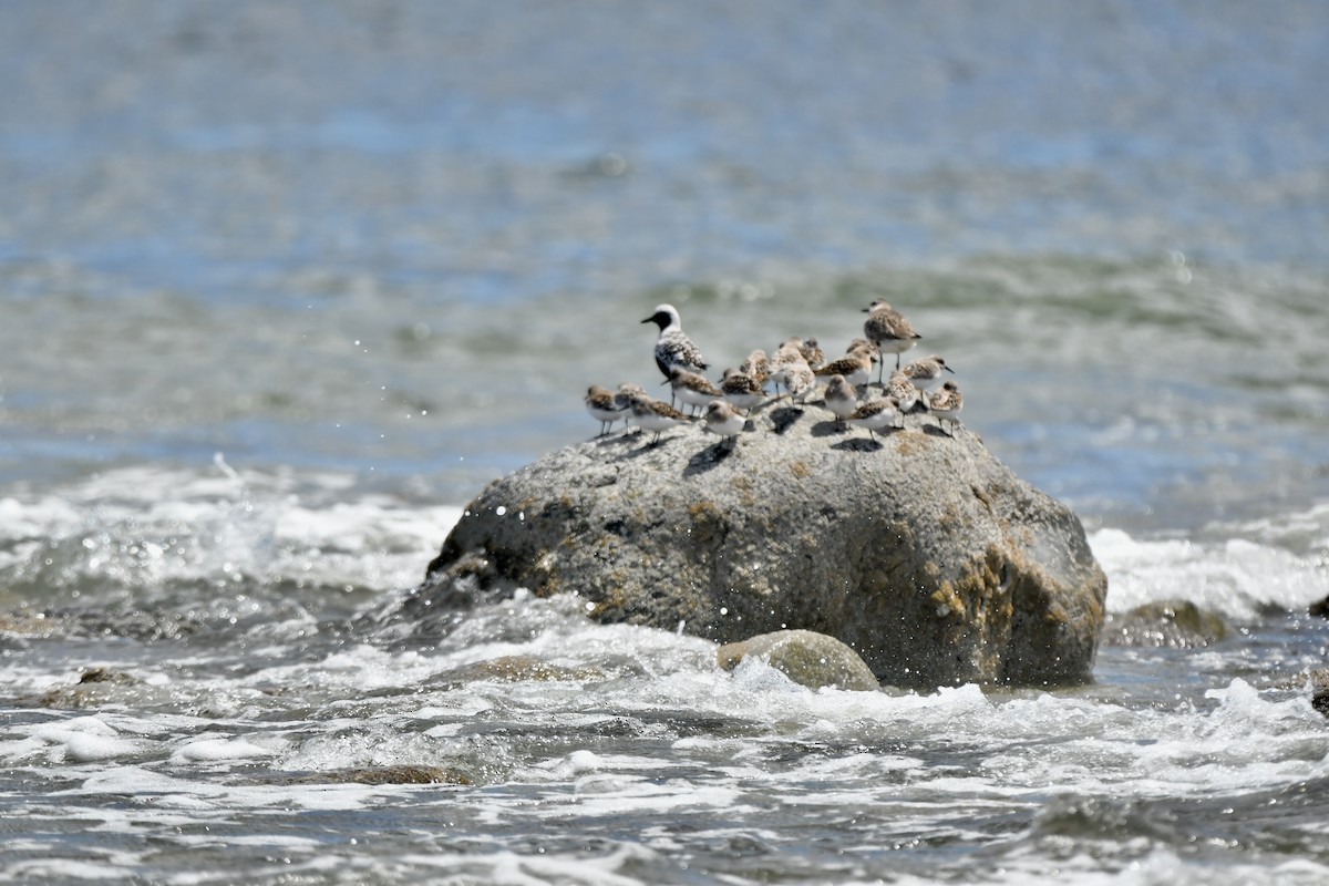 Bécasseau sanderling - ML619802364