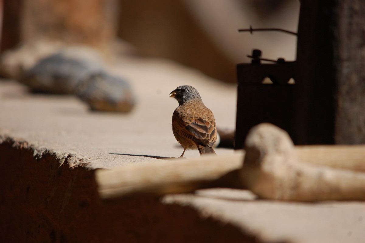 House Bunting - ML619802366