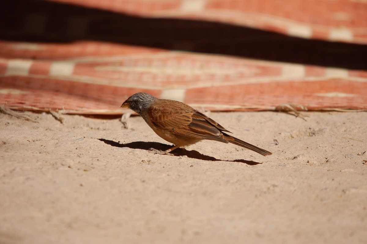 House Bunting - ML619802367