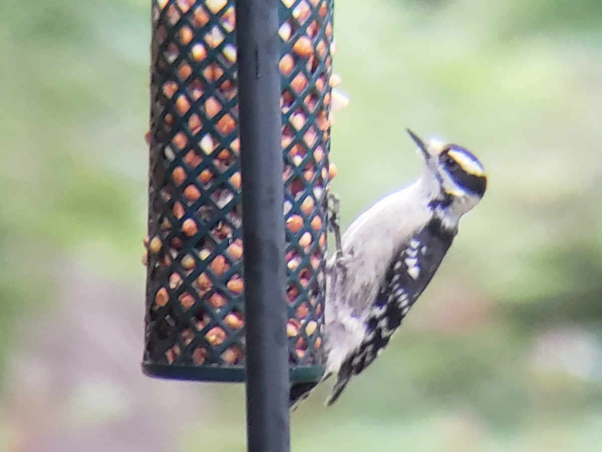 Downy/Hairy Woodpecker - Michelle Spacek