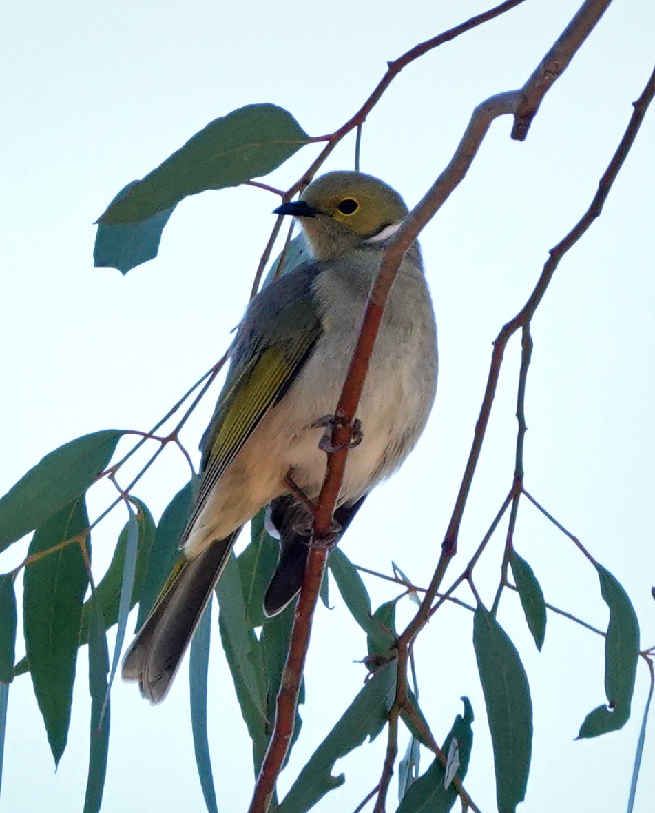 White-plumed Honeyeater - ML619802373