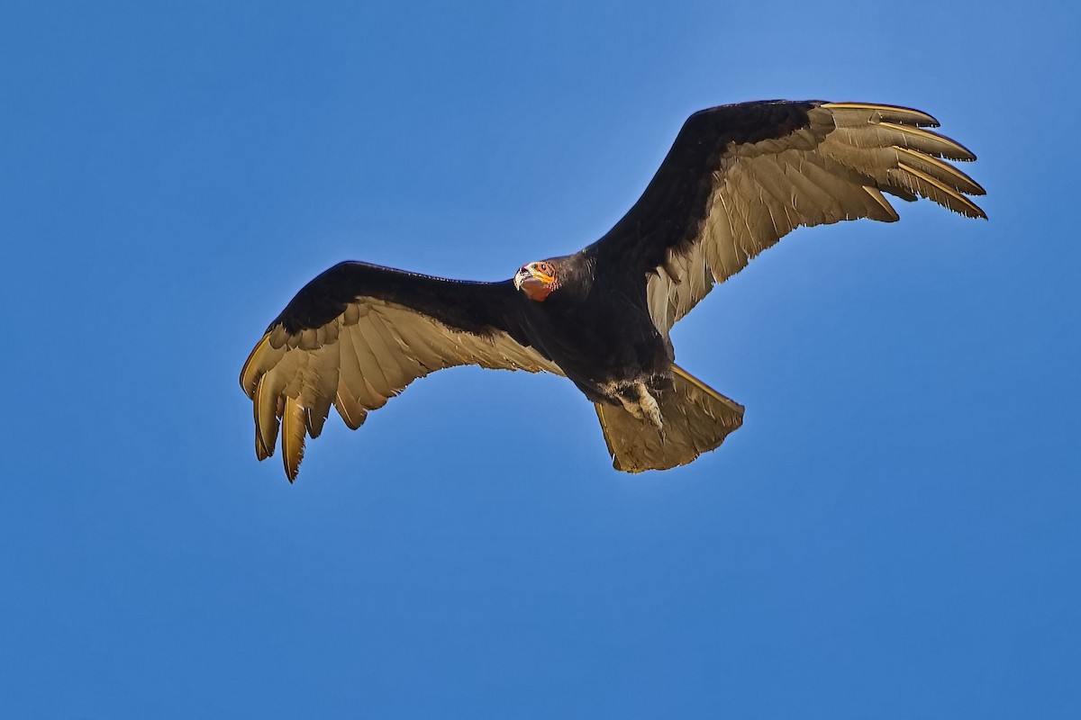 Lesser Yellow-headed Vulture - ML619802375