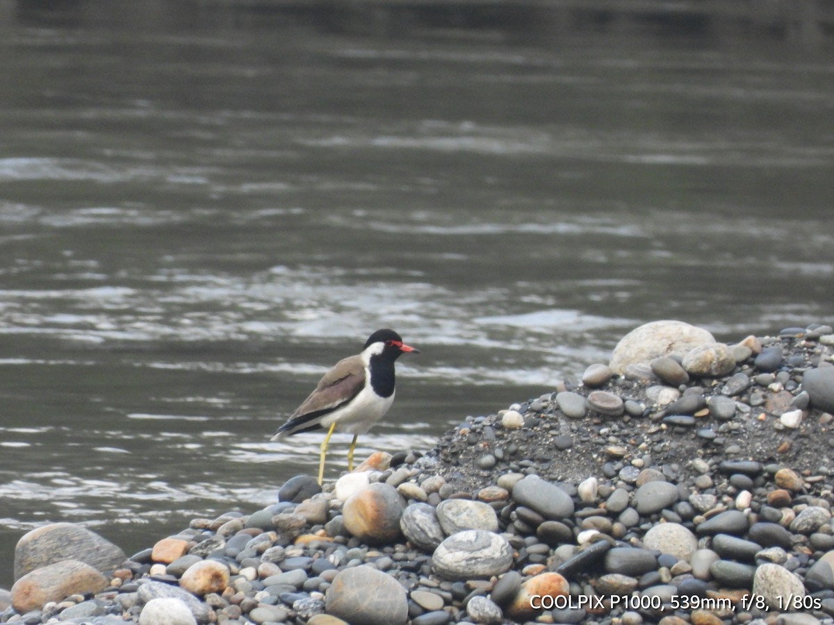 Red-wattled Lapwing - ML619802382