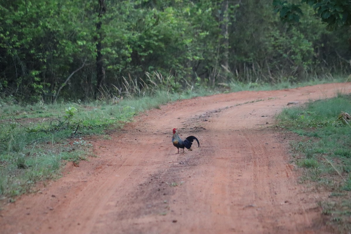 Coq de Sonnerat - ML619802383