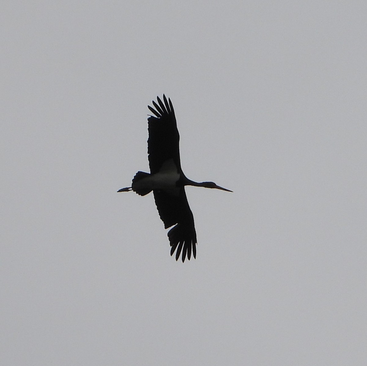 Black Stork - ML619802403