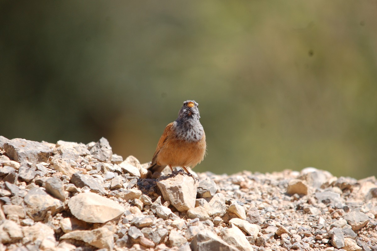 Bruant du Sahara - ML619802414