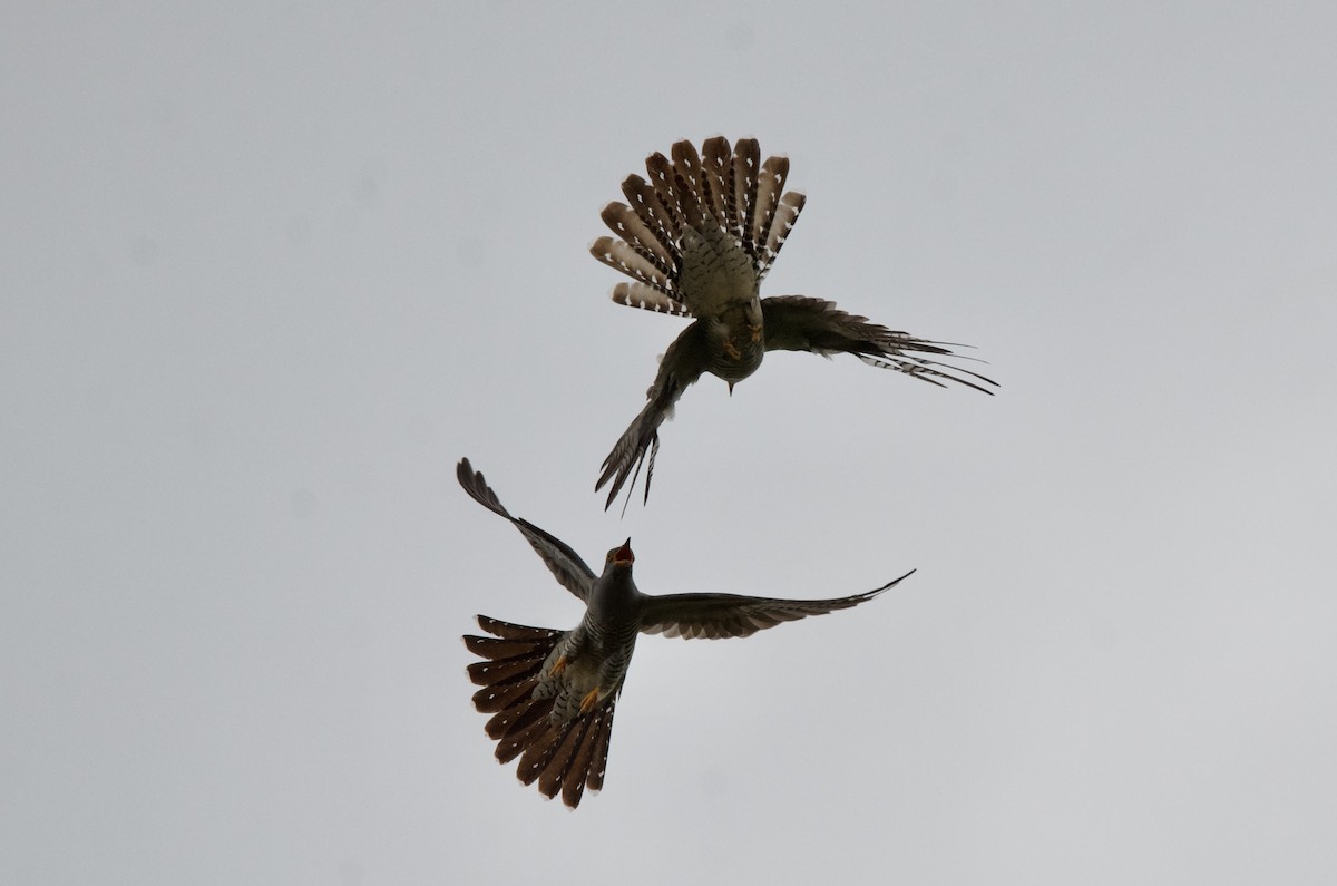 Common Cuckoo - ML619802416