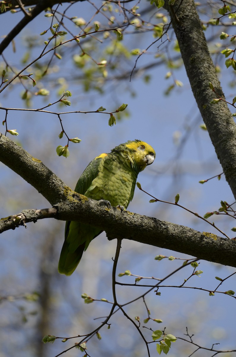 Yellow-headed Parrot - ML619802447