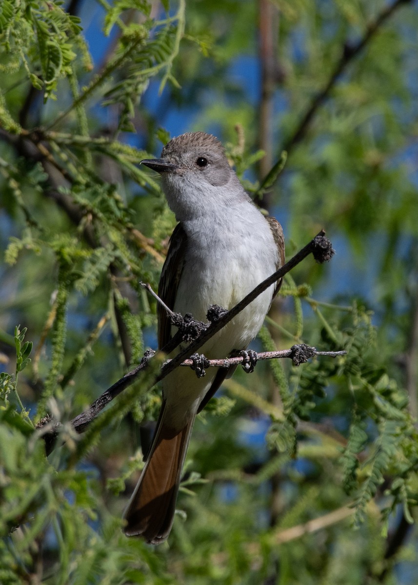 Ash-throated Flycatcher - ML619802455