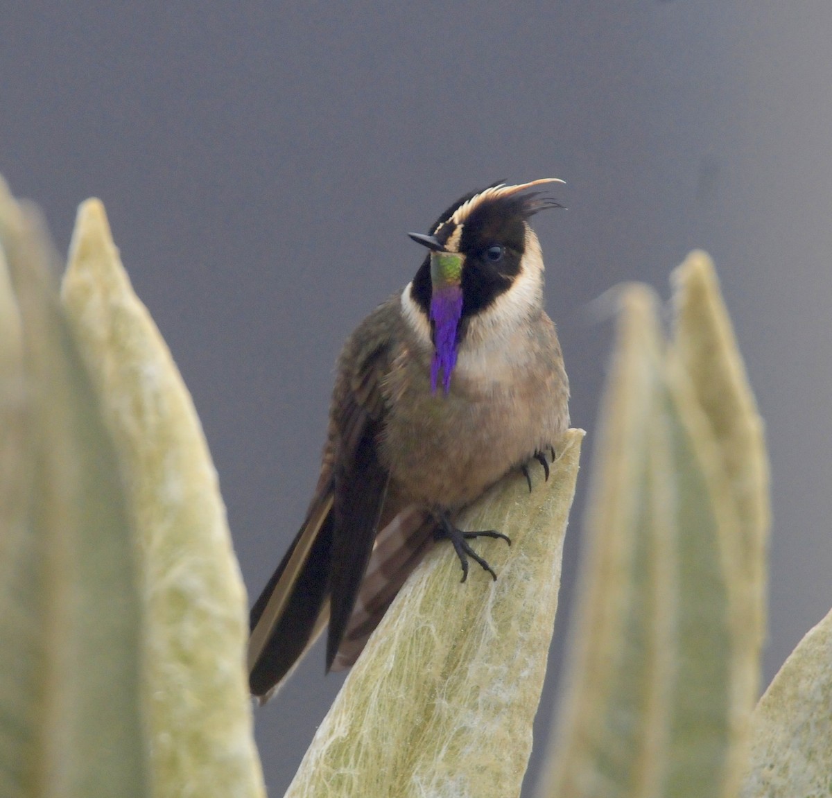 kolibřík tolimský - ML619802460