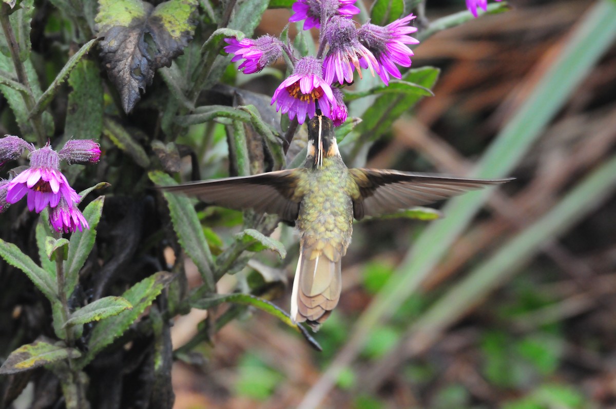 Colibrí Chivito del Nevado del Ruiz - ML619802462