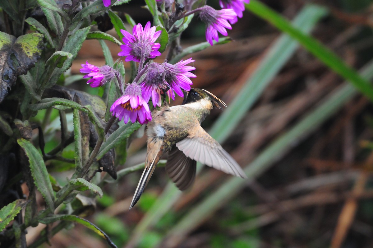 kolibřík tolimský - ML619802463