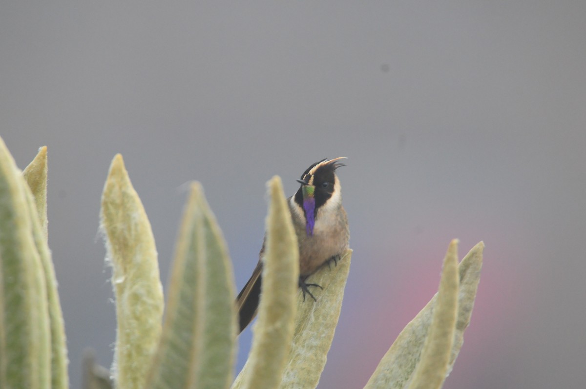 Violettbart-Helmkolibri - ML619802465