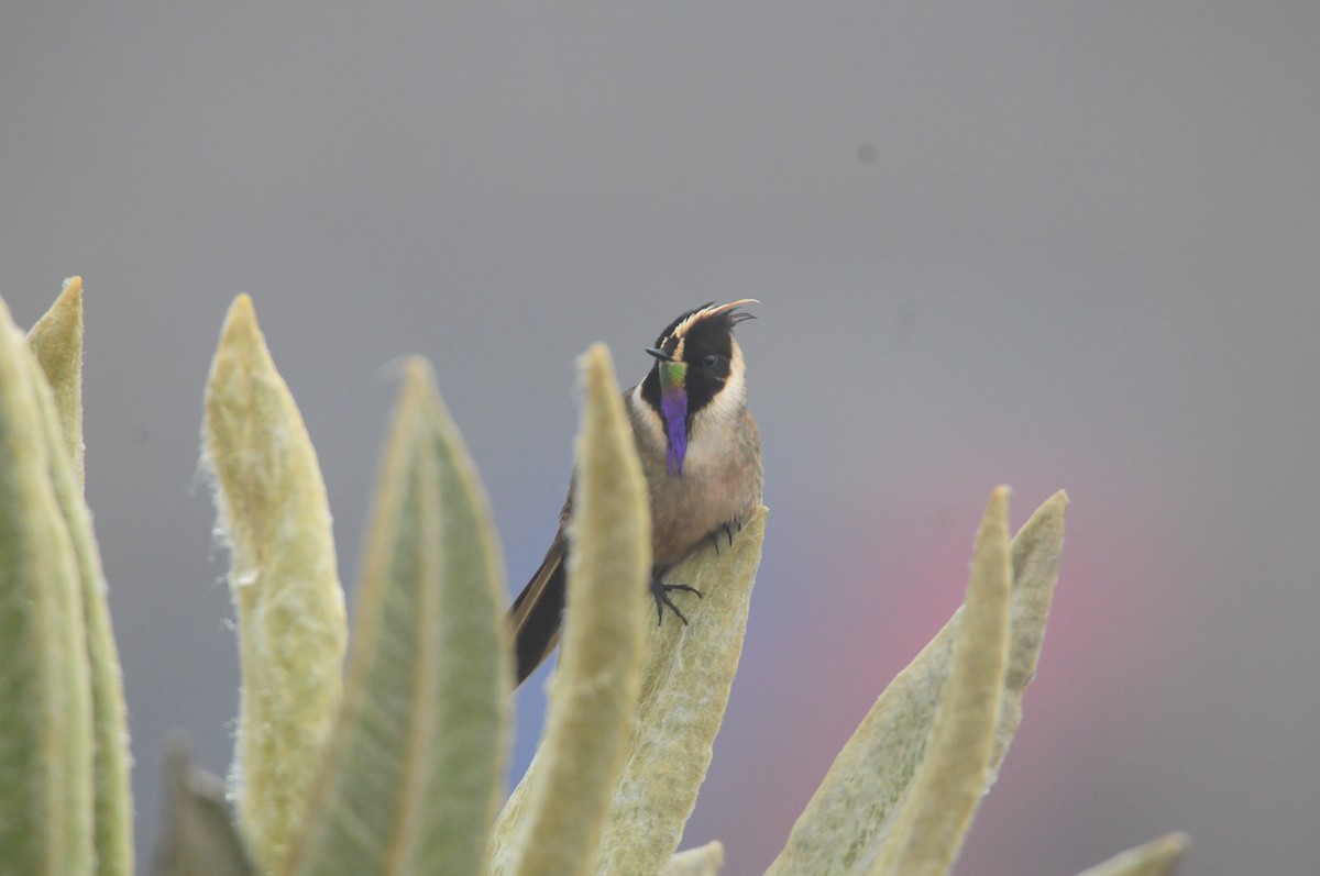 Colibrí Chivito del Nevado del Ruiz - ML619802466