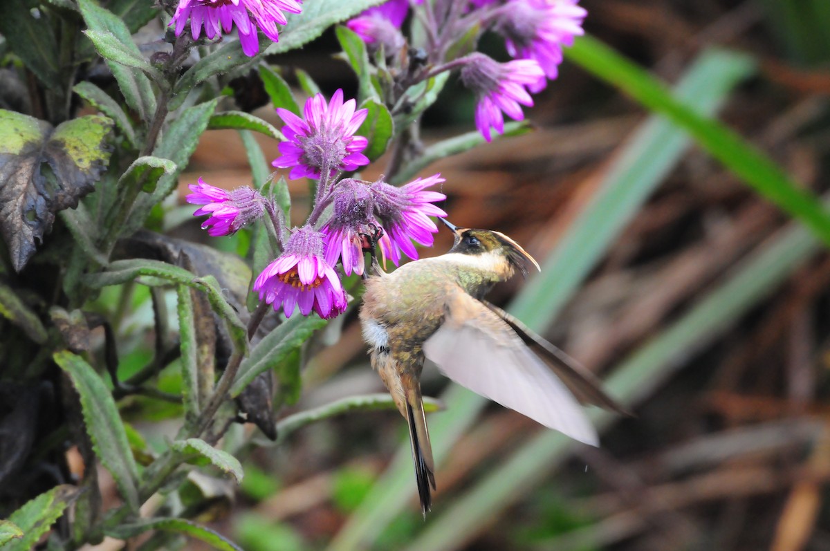 Colibri de Stübel - ML619802467