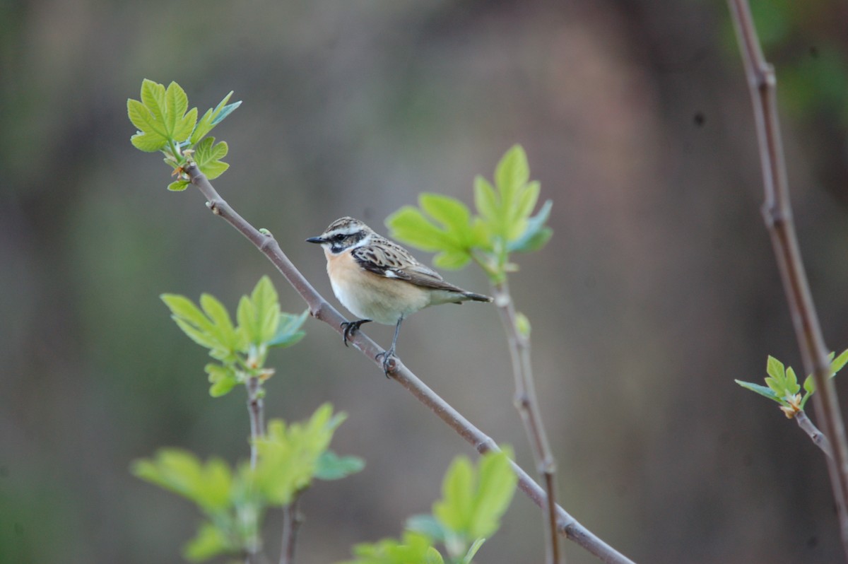 Whinchat - ML619802473