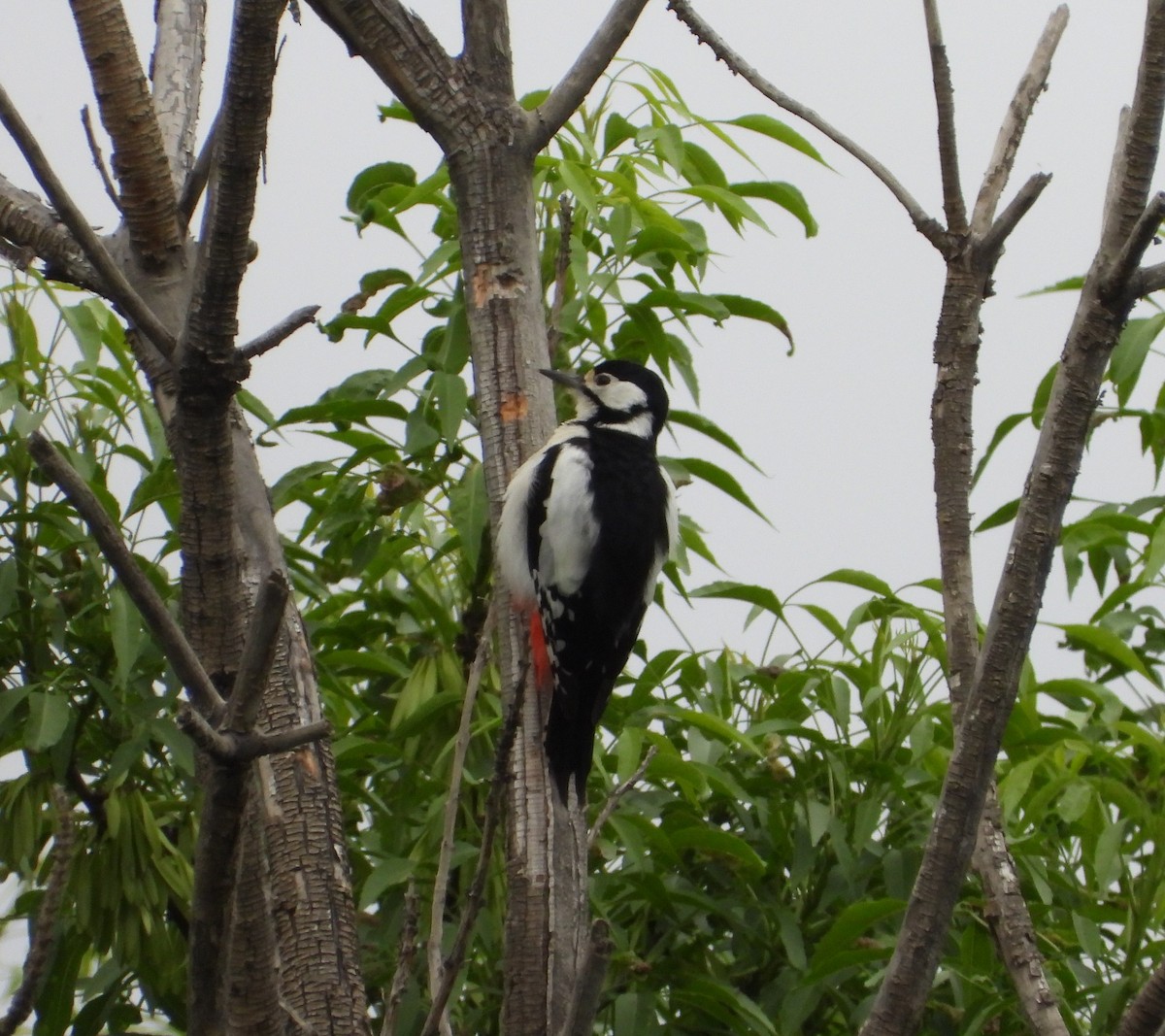 White-winged Woodpecker - ML619802477
