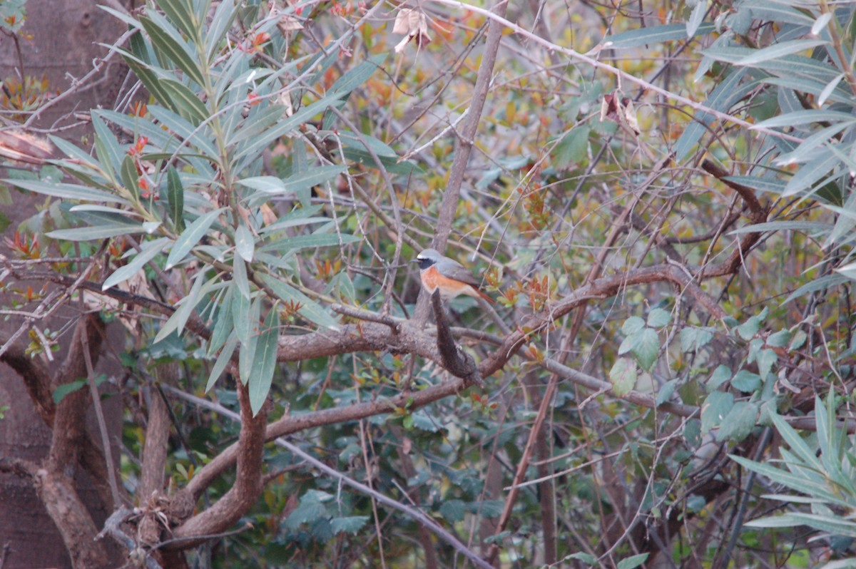 Common Redstart - Samuel Hilaire
