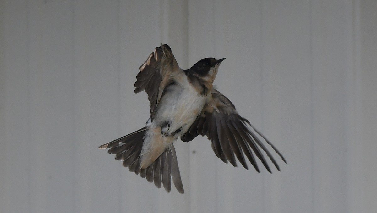 Barn Swallow - ML619802483
