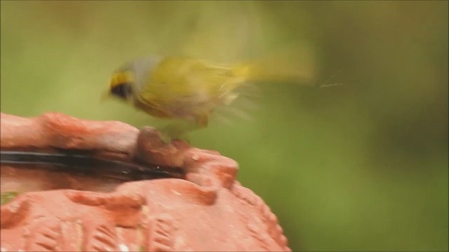 Black-faced Warbler - ML619802486