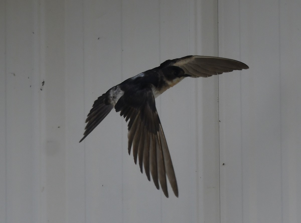 Barn Swallow - ML619802492