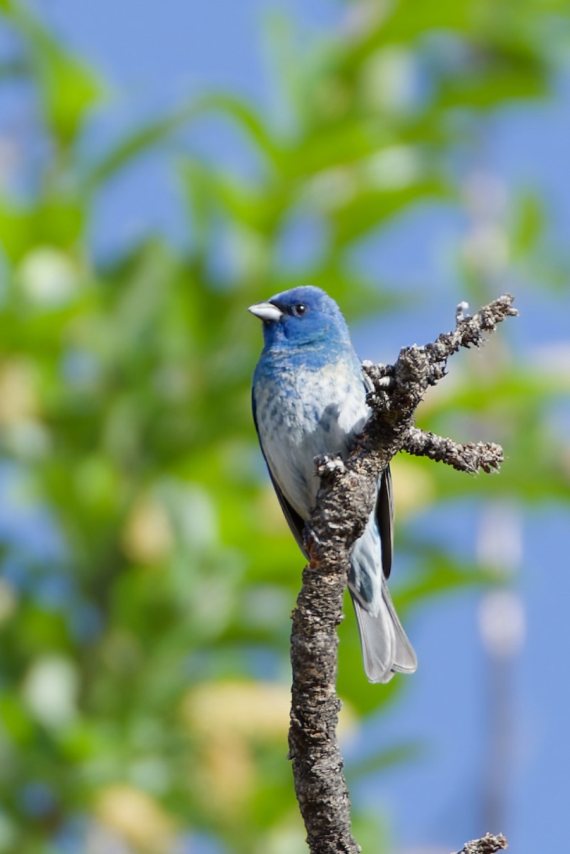 Lazuli x Indigo Bunting (hybrid) - ML619802498