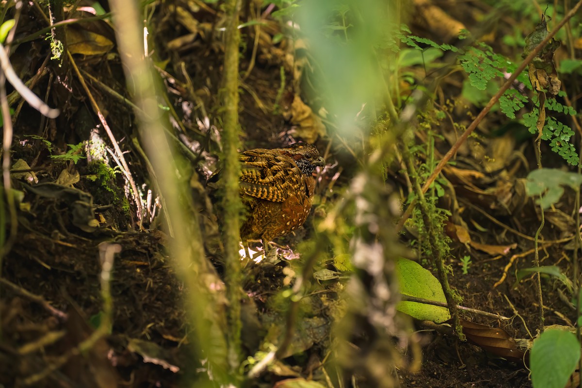 Spotted Wood-Quail - ML619802506