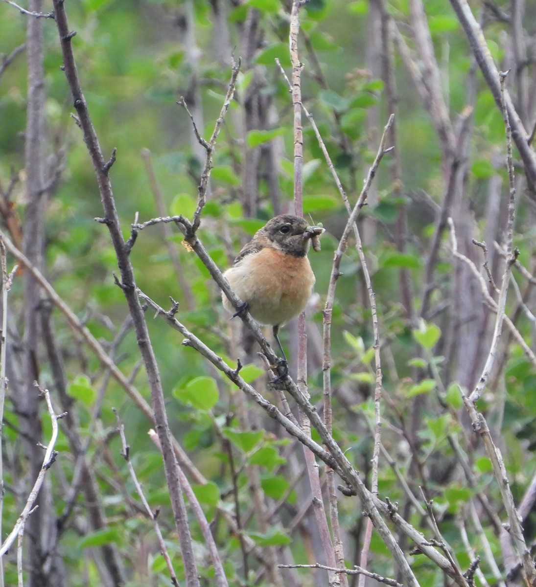 Siberian Stonechat (Siberian) - ML619802518