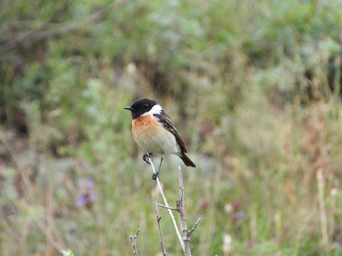 Siberian Stonechat (Siberian) - ML619802519