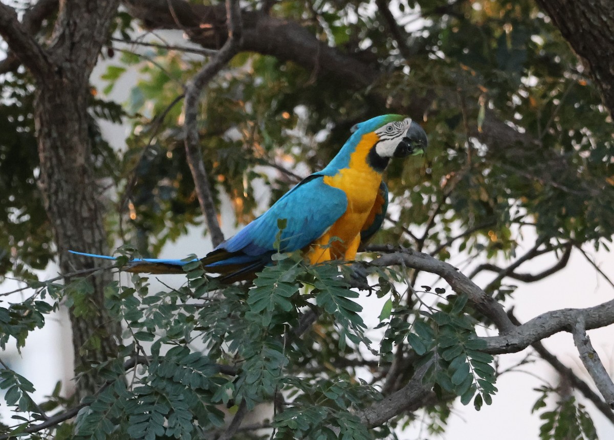 Blue-and-yellow Macaw - ML619802531