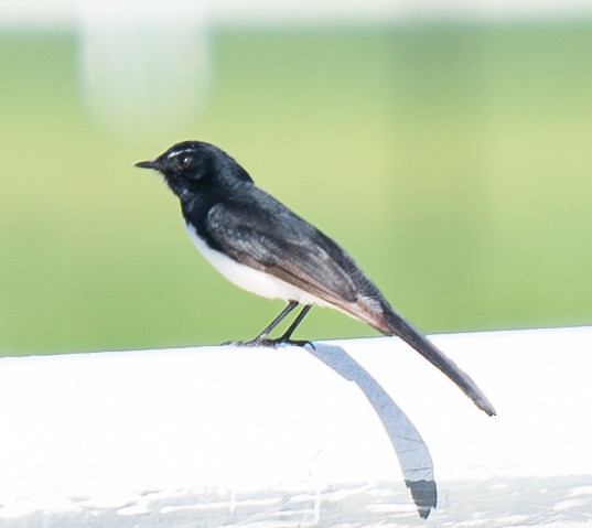 Willie-wagtail - ML619802563