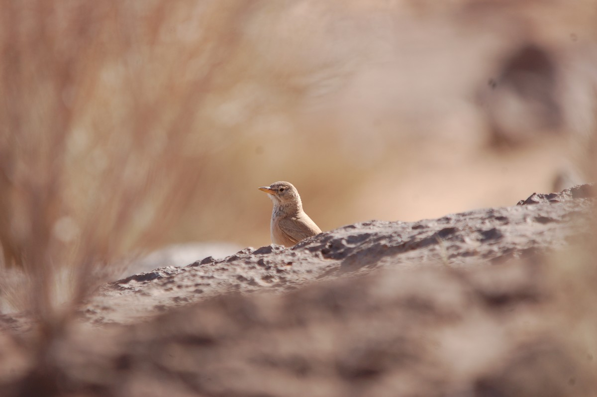 Desert Lark - ML619802569