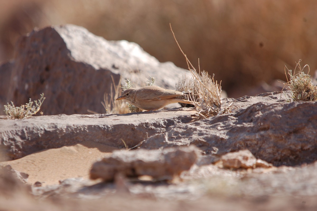 Desert Lark - ML619802572