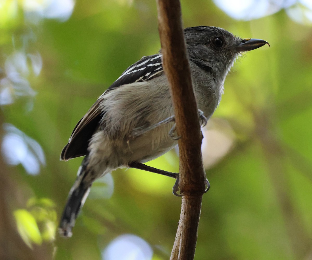 Planalto Slaty-Antshrike - ML619802585