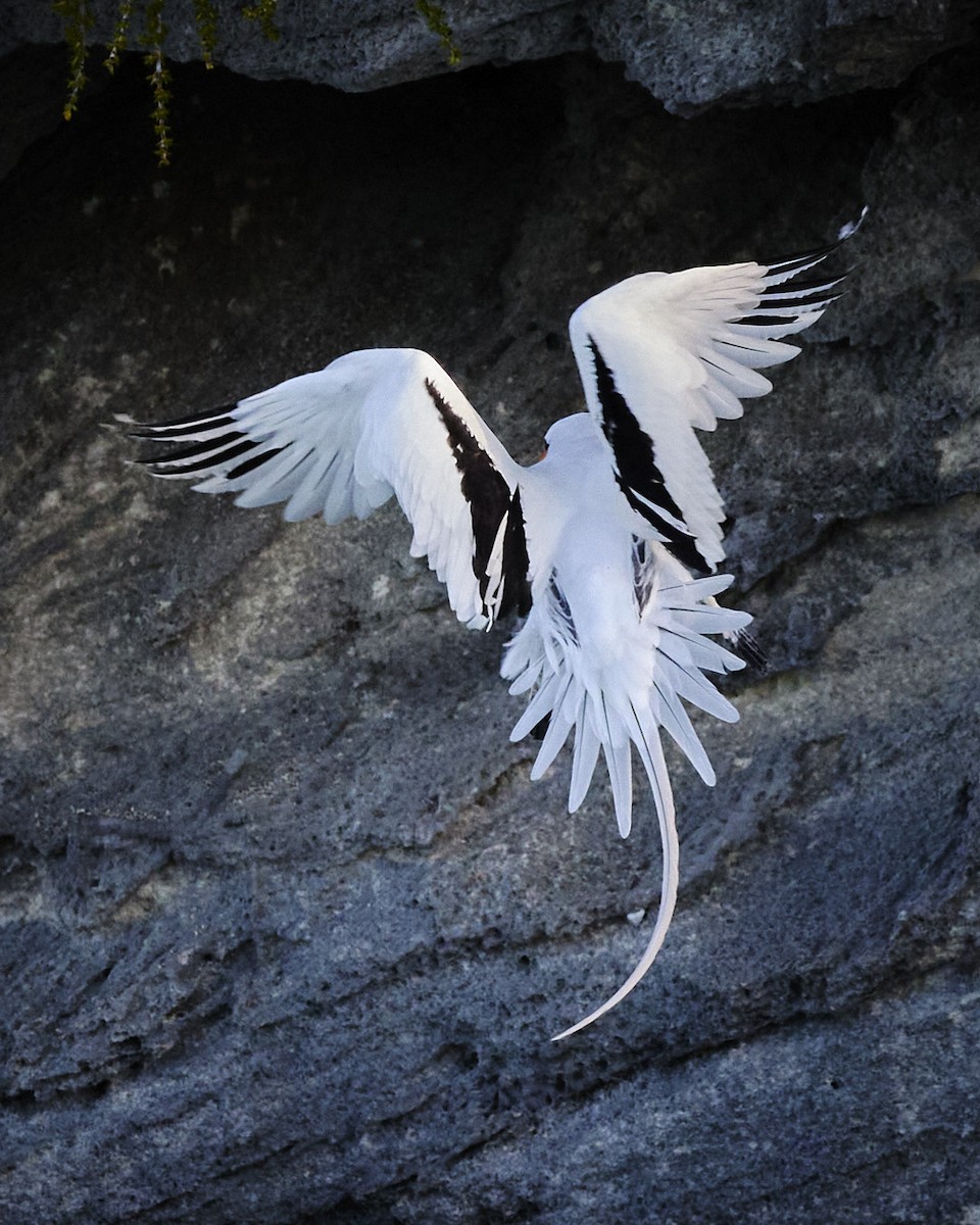 Weißschwanz-Tropikvogel - ML619802588