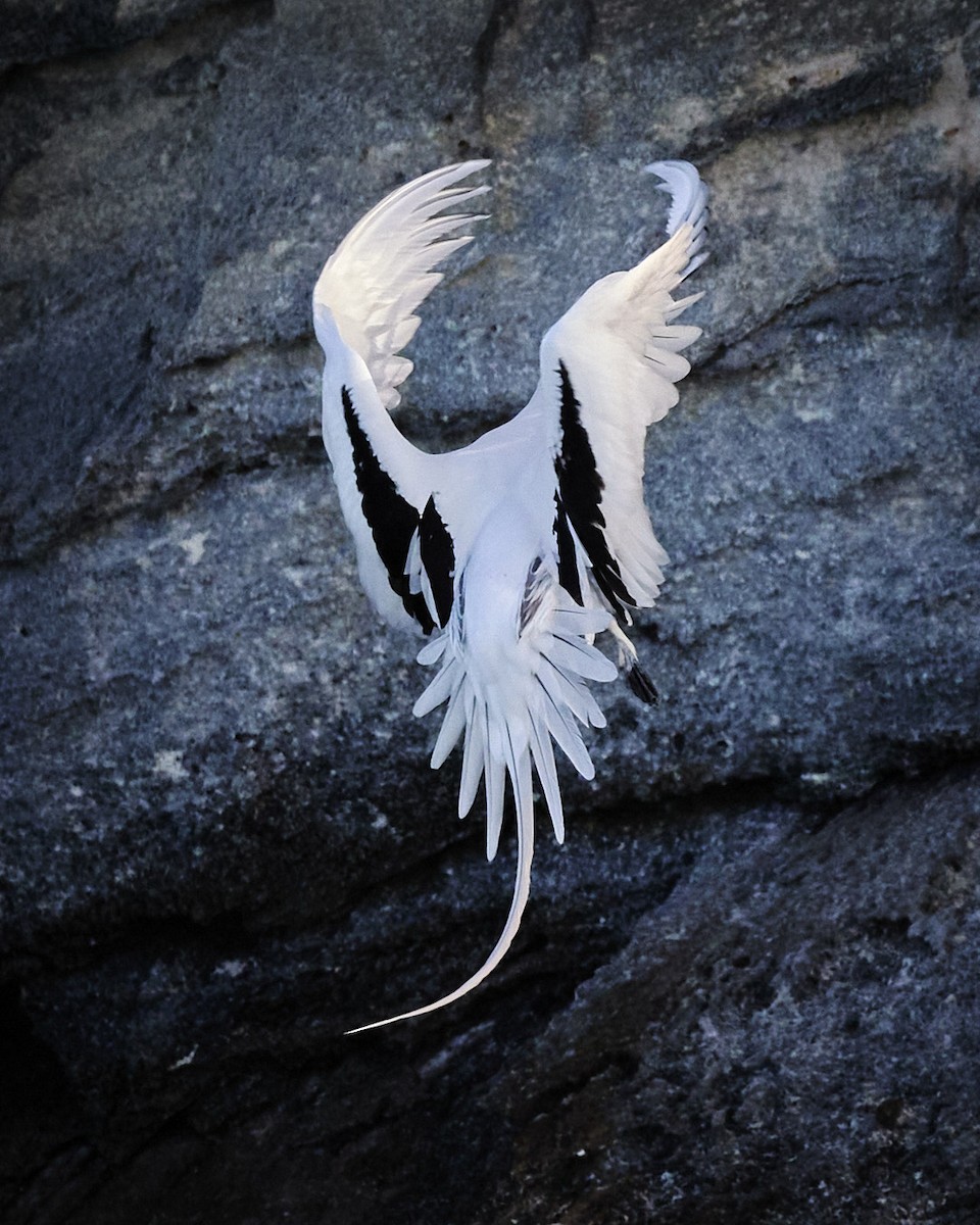 Weißschwanz-Tropikvogel - ML619802592