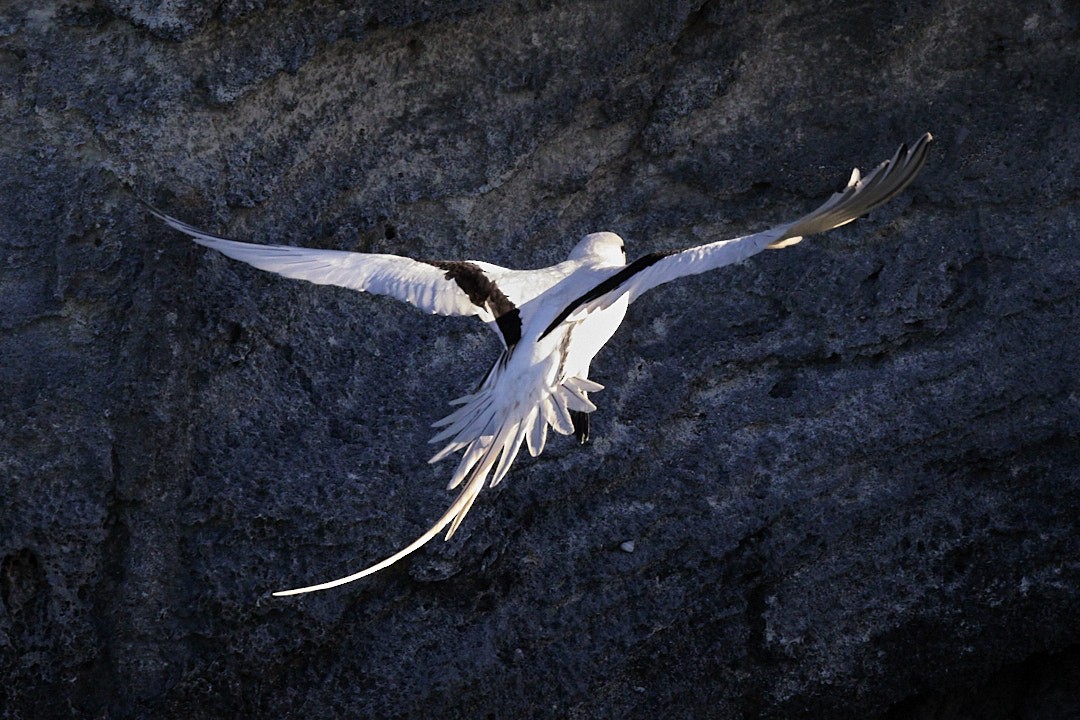 White-tailed Tropicbird - ML619802599