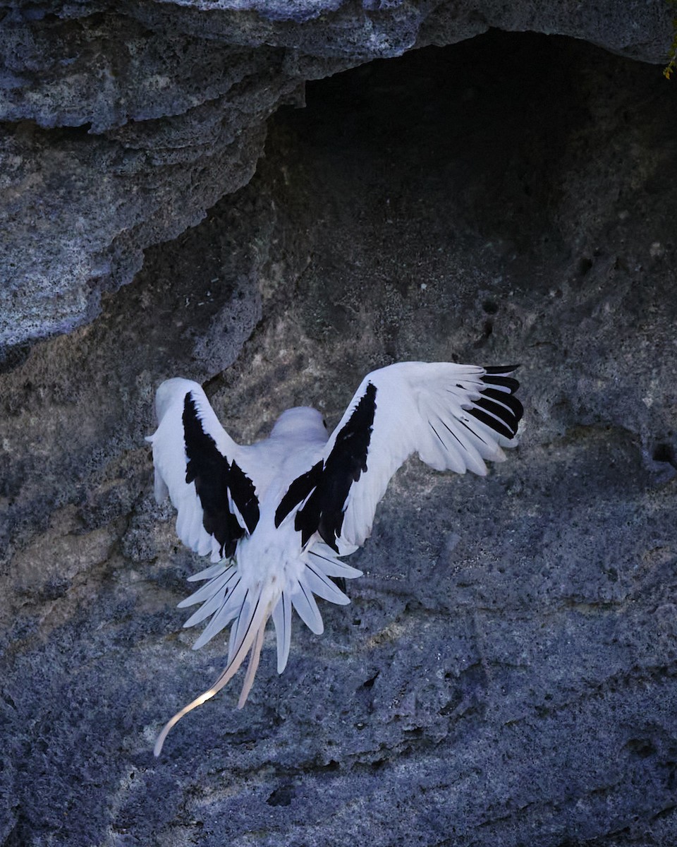 White-tailed Tropicbird - ML619802605