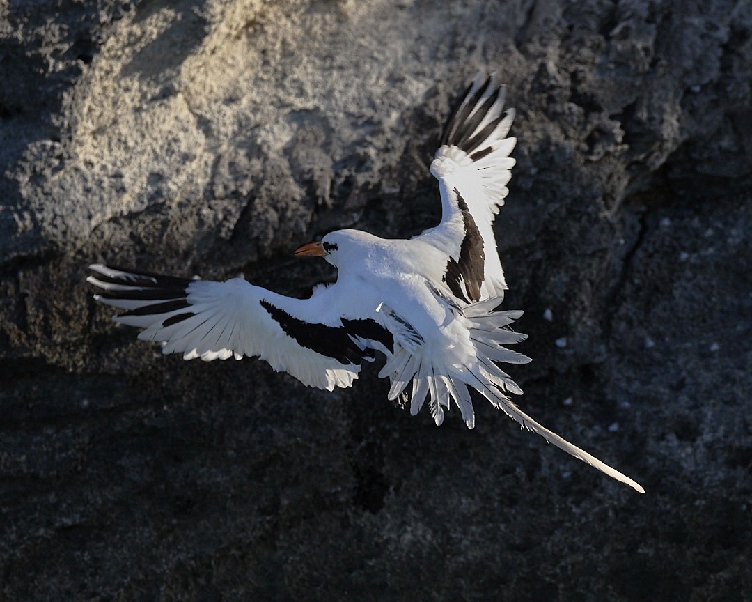 Weißschwanz-Tropikvogel - ML619802606