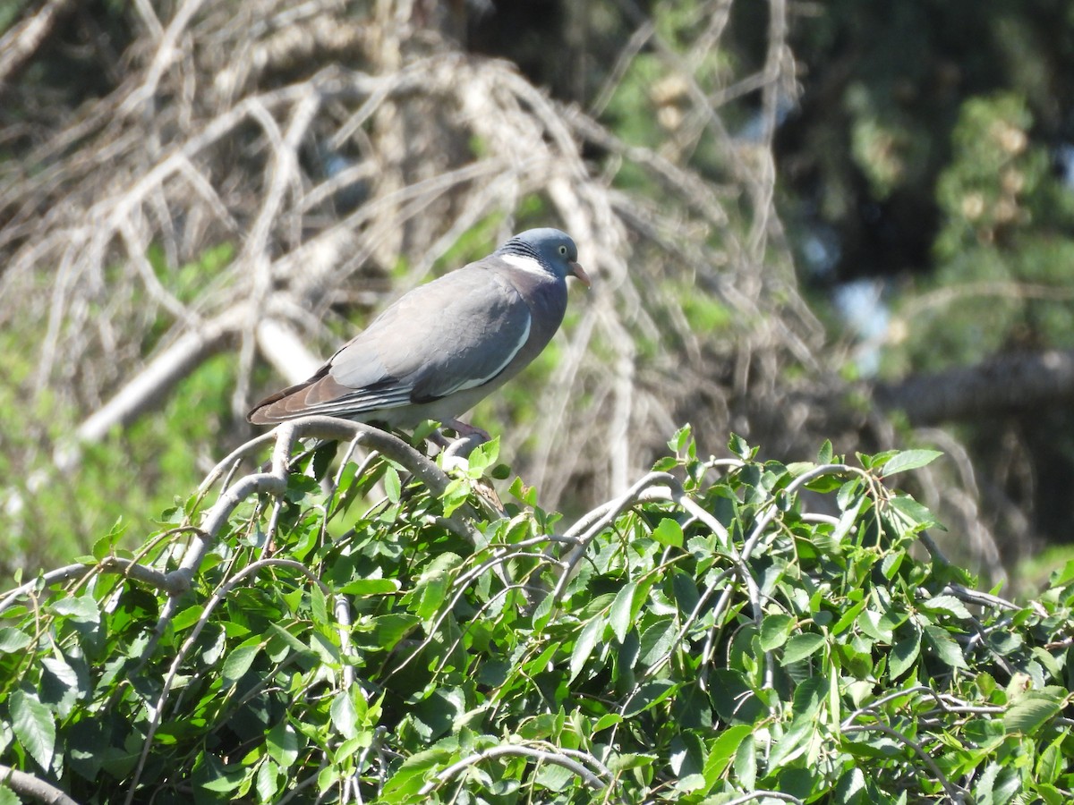 Common Wood-Pigeon - ML619802620