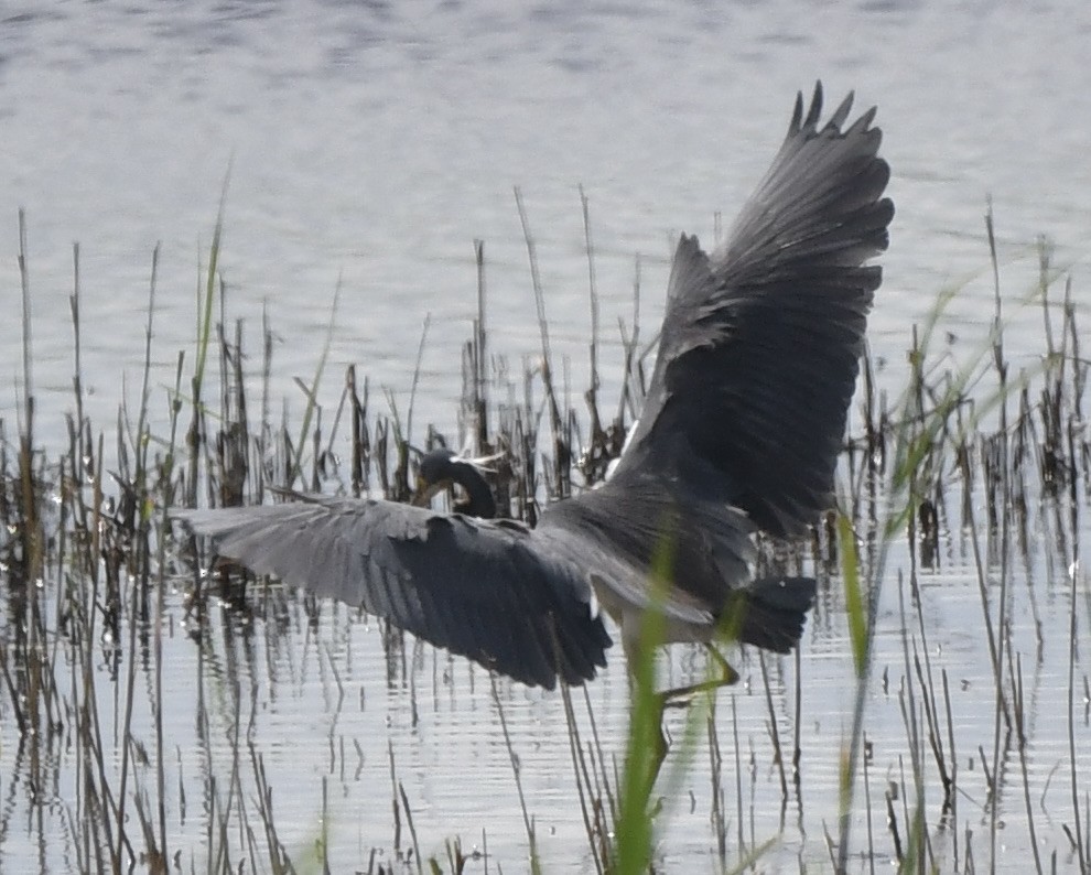 Tricolored Heron - ML619802631