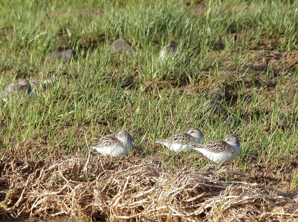 Semipalmated Sandpiper - ML619802634