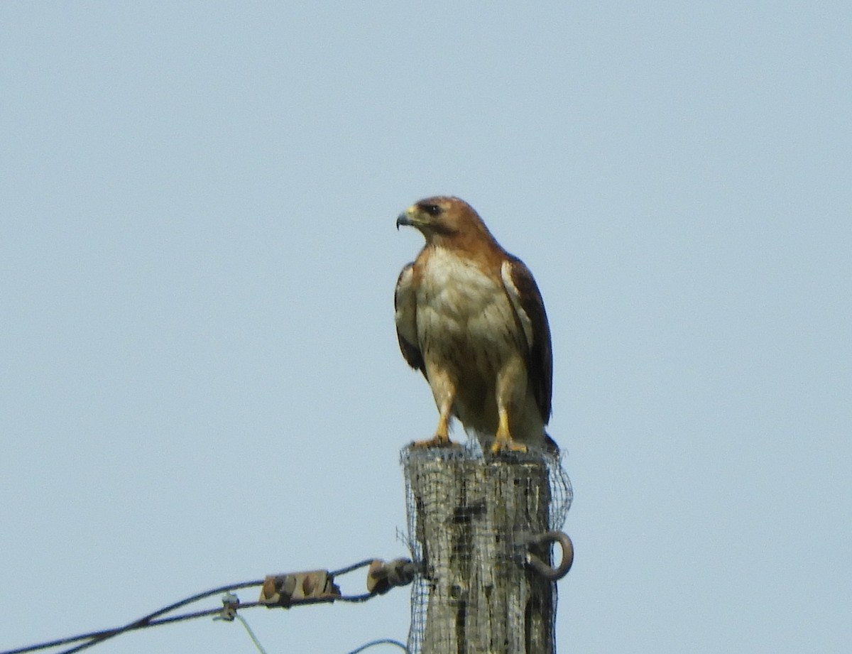 Red-tailed Hawk - ML619802641