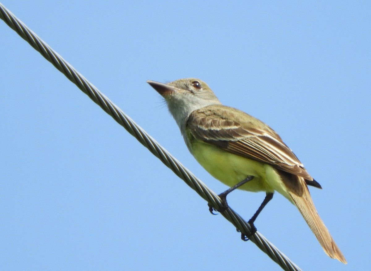 Great Crested Flycatcher - ML619802646